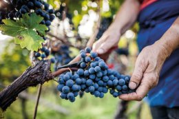 © IDM Südtirol/ Florian Andergassen